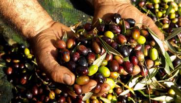 Hand Harvesting Lowers Oxidation