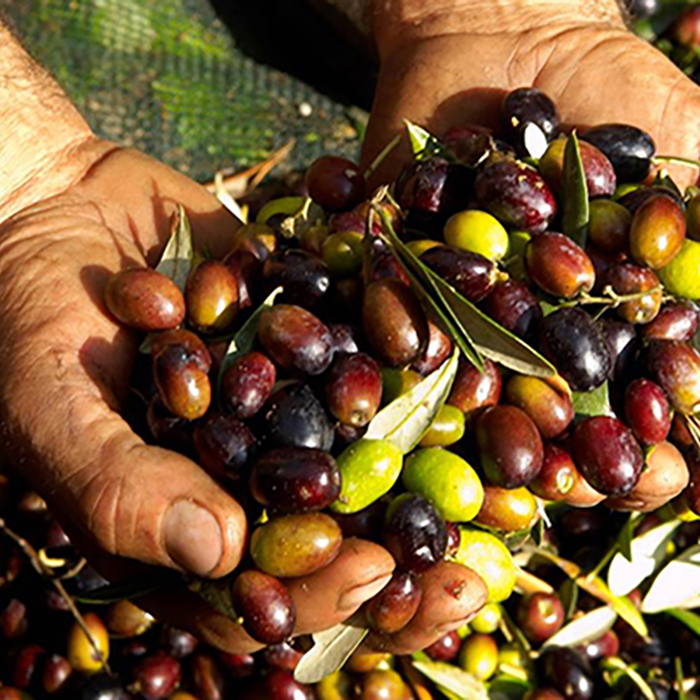 production-of-olive-oil_b